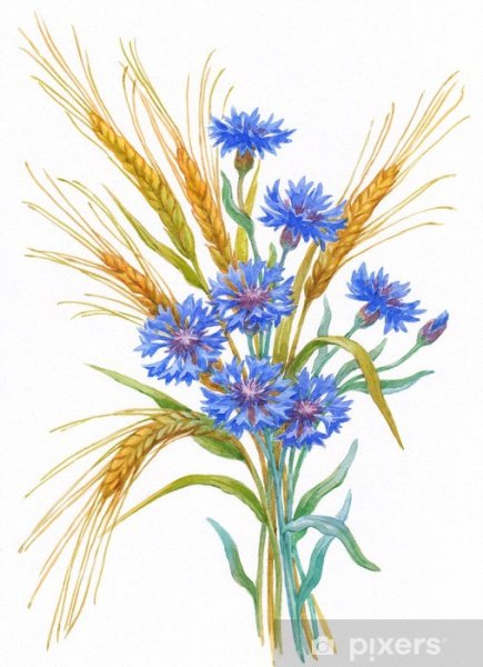 Акварель колосок Василек