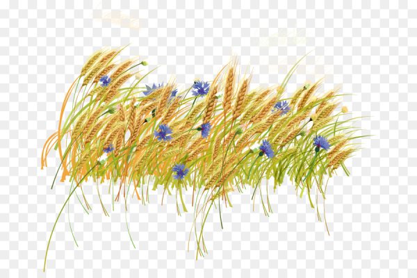 Колосья на прозрачном фоне