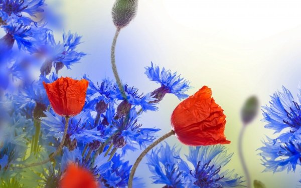 Маки и васильки