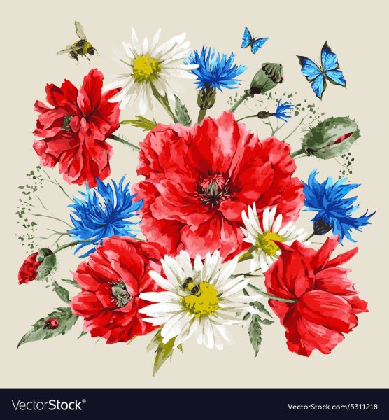 Маки и Василек акварелью