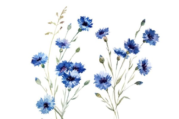 Акварельные васильки на прозрачном фоне