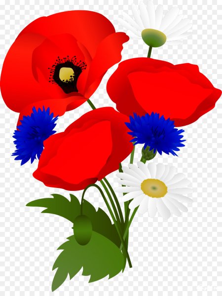 Маки васильки на прозрачном фоне