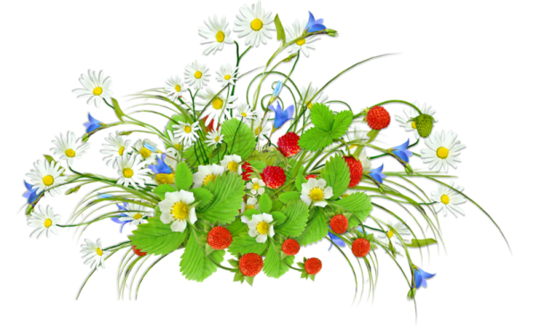 Летние цветы