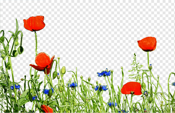 Цветы полевые красные вектор