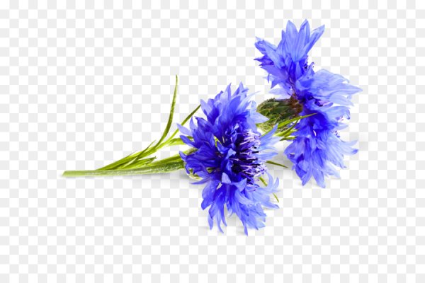 Полевые цветы без фона