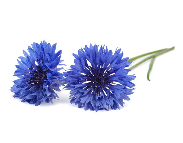 Экстракт (горофит) василька синего