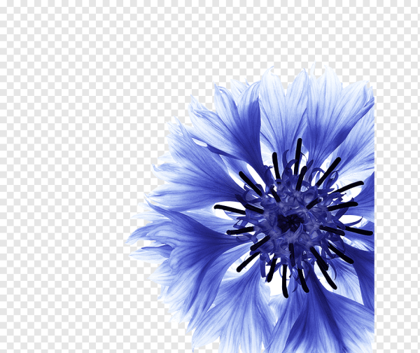 Василек векторный