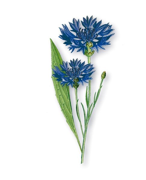 Василёк синий