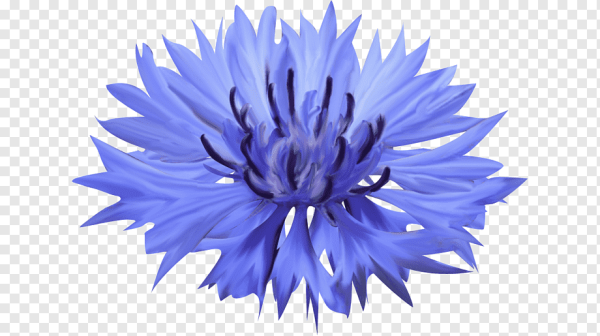 Василёк первичногерберов