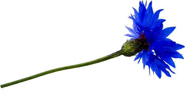 Василек синий стебель