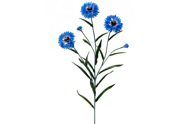 Васильки картинки на прозрачном фоне