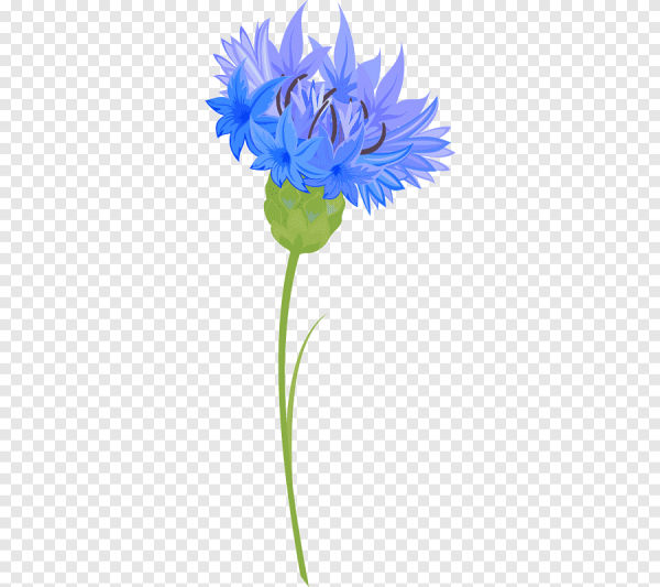 Cornflower knapweed