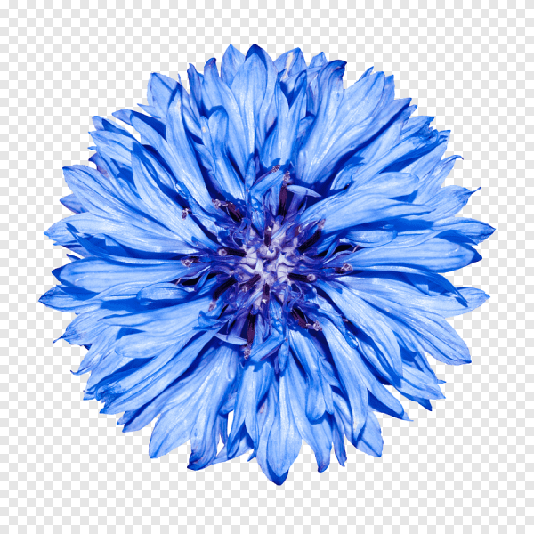 Centaurea cyanus Flower