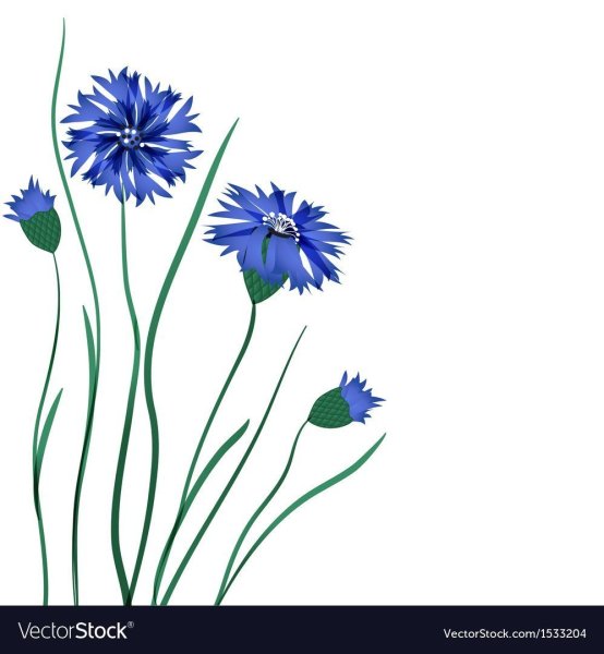 Василек для детей