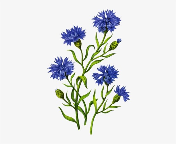 Василек полевой