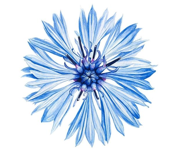 Василек рисунок