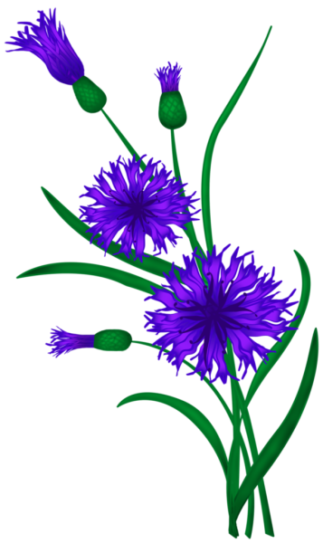 Василек для детей