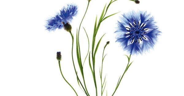 Васильки на прозрачном фоне