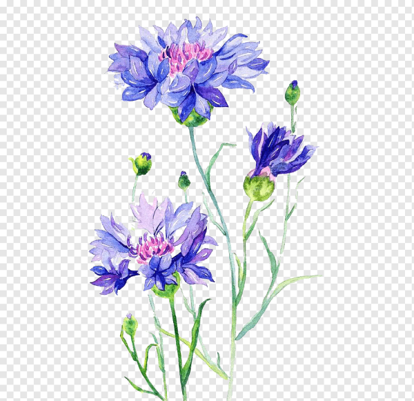 Васильки на прозрачном фоне