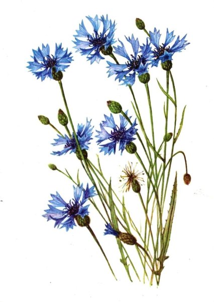 Василек однолетний