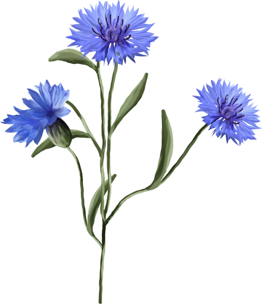 Василёк рисуннок