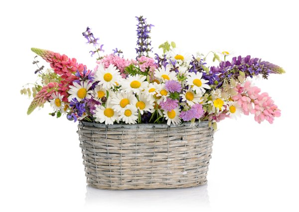 Корзина с полевыми цветами на белом фоне