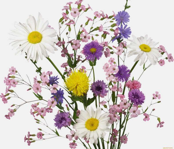 Букет полевые цветы