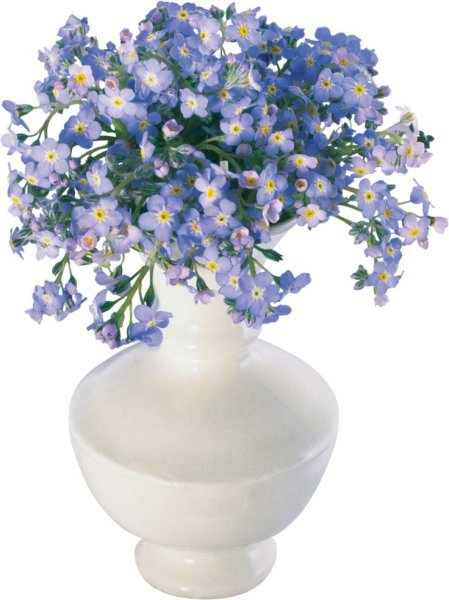 Ваза с цветами на белом фоне