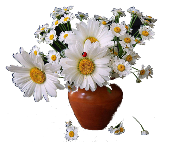 Ромашки в вазе на прозрачном фоне