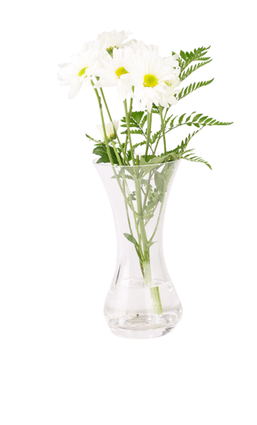 Ромашки в вазе на белом фоне