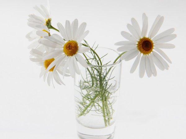 Одна Ромашка в вазе