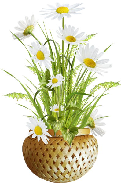 Букетик ромашек на прозрачном фоне