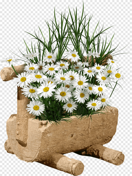 Букет ромашек на белом фоне