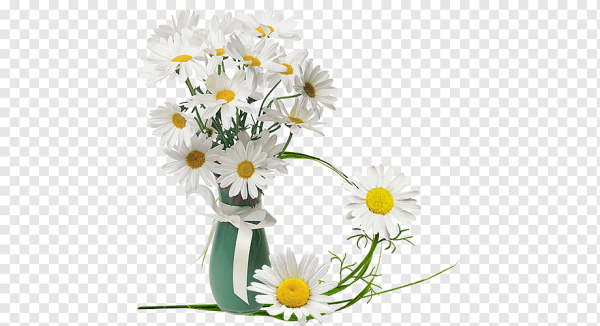 Ромашки в вазе на белом фоне