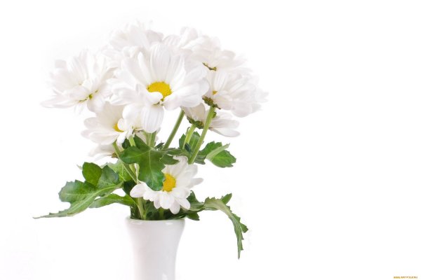 Ромашки в вазе на белом фоне