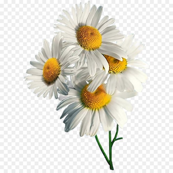 Camomile Ромашка