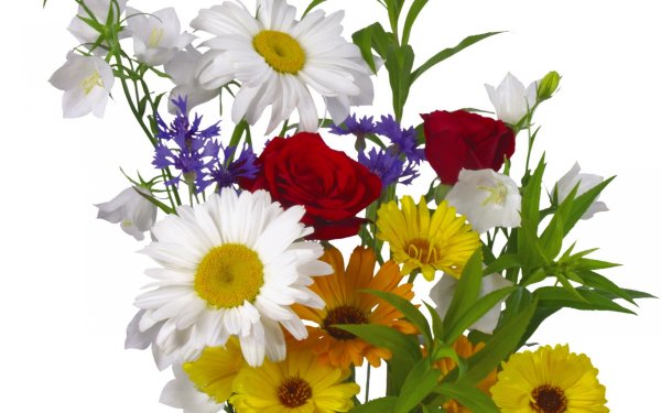 Букет из ромашек на прозрачном фоне