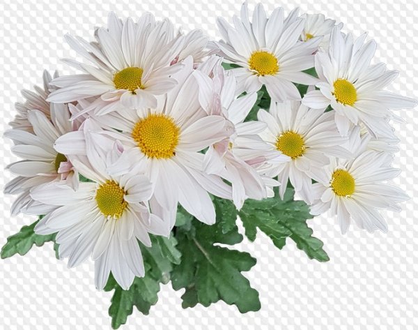 Букет ромашек на белом фоне