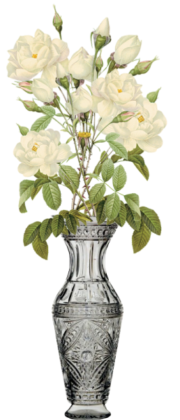 Вазы с цветами на белом фоне