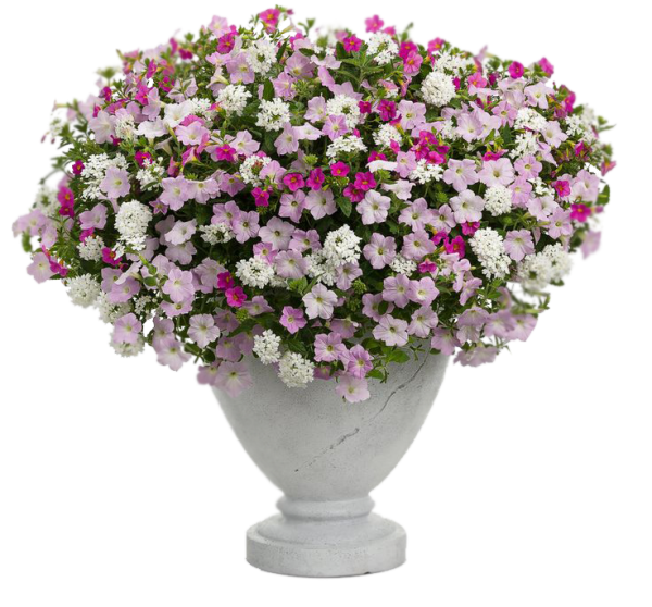 Петуния Эппл блоссом