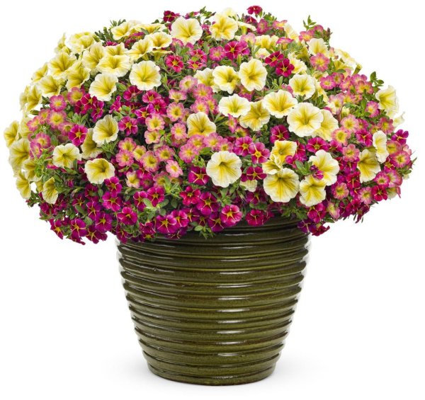 Калибрахоа в корзине