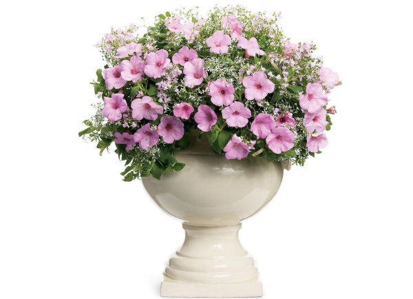 Вазон с цветами