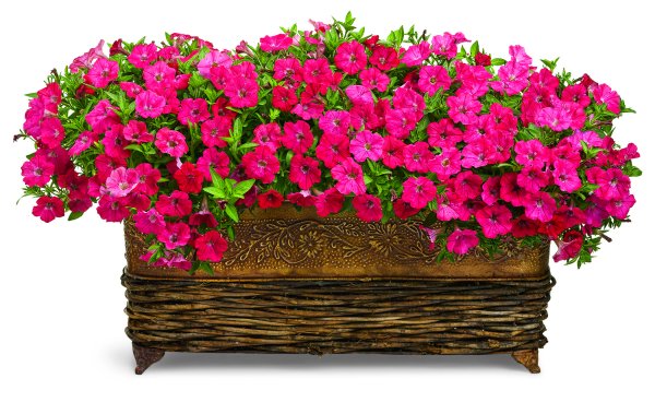 Петунья длинная