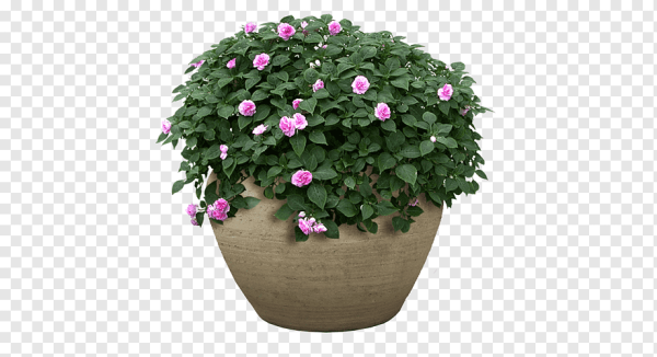 Горшок с цветами на прозрачном фоне