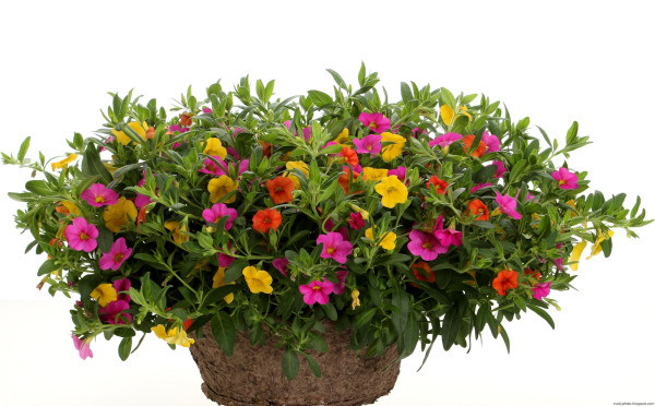 Калибрахоа цветок комнатный