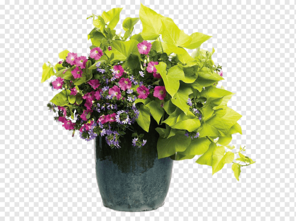 Горшок с цветами