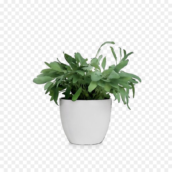 Растение в горшке без фона