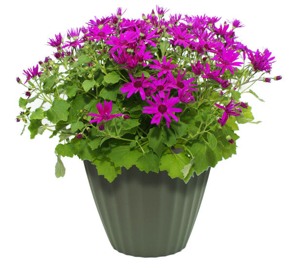 Цветок в горшке без фона