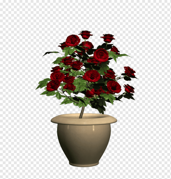 Роза в горшках вазоны