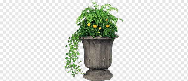 Горшок с цветами на белом фоне